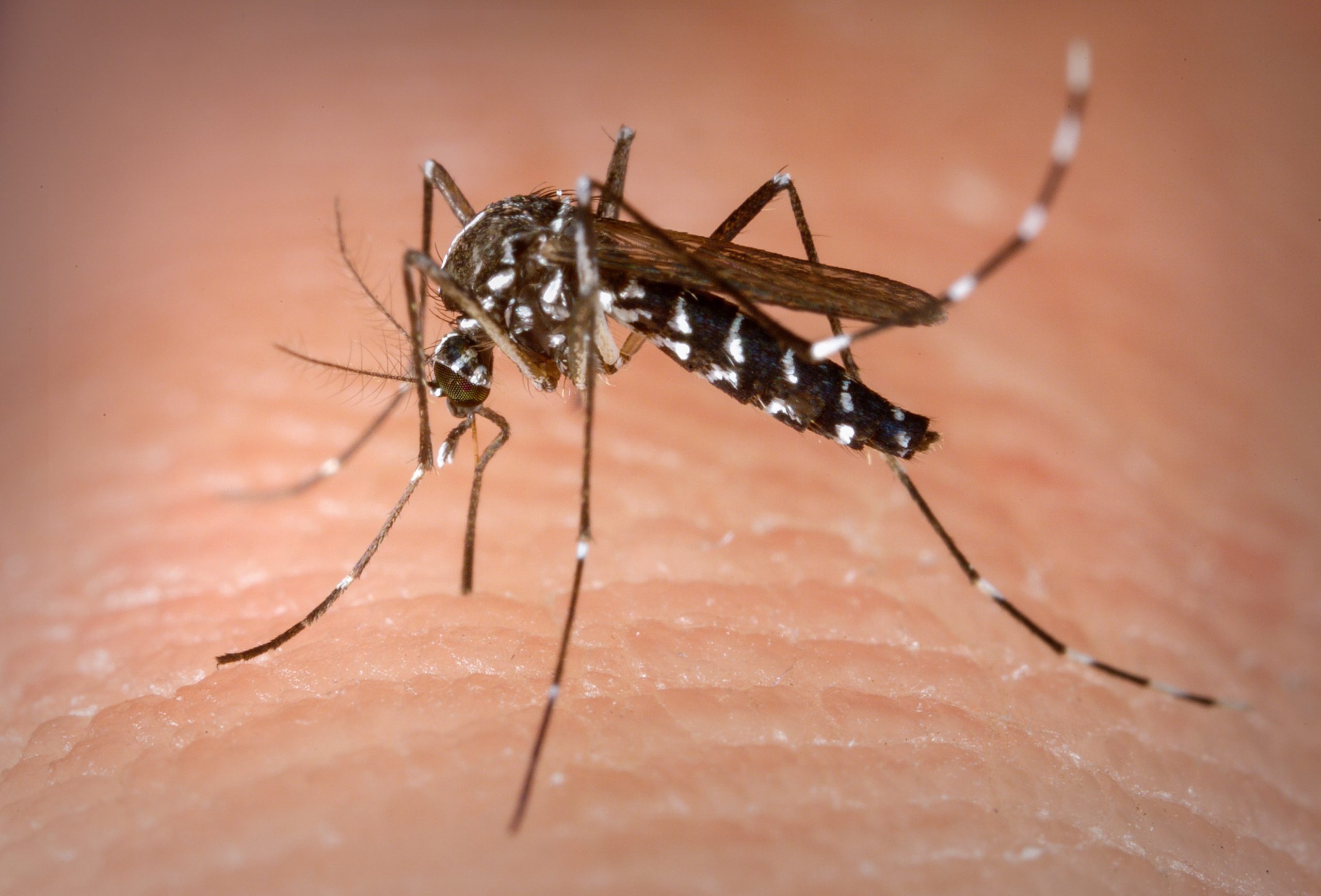 O que Bill Gates tem a ver com mosquitos editados geneticamente?
