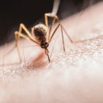 O que Bill Gates tem a ver com mosquitos editados geneticamente?O que Bill Gates tem a ver com mosquitos editados geneticamente?