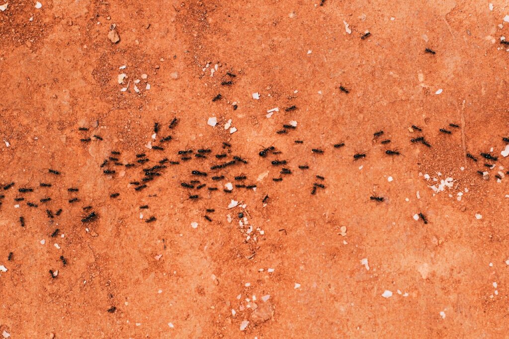 formigas como evitar