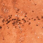 Invasão de formigas em casa: Métodos para afastar